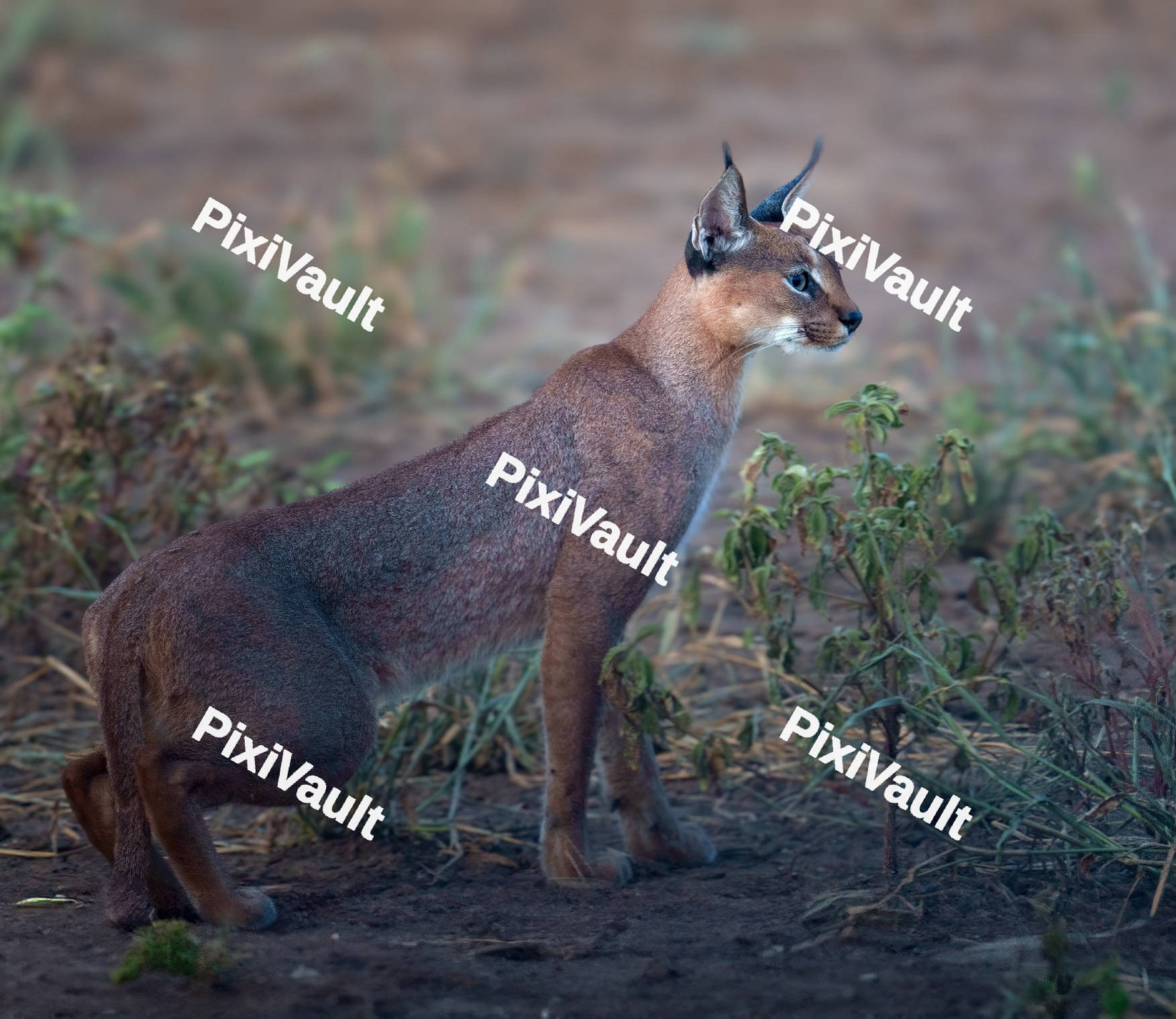 Caracal cat in the forest